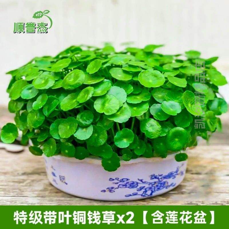 花卉盆栽睡莲养铜钱草招财水仙植物]小绿植花盆水培家用室内房间