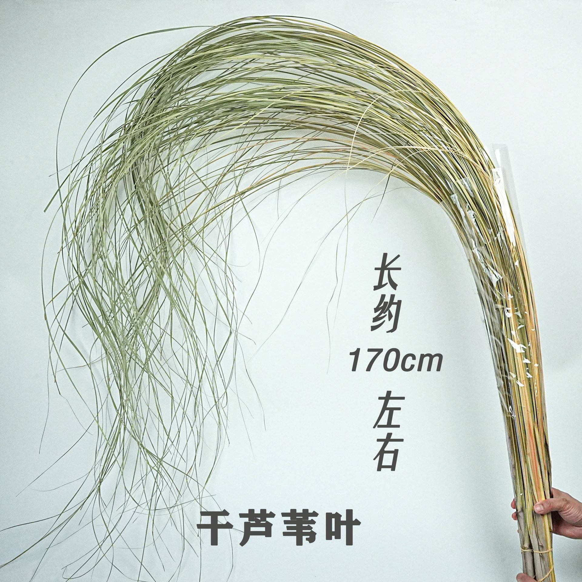 细叶芒干叶纹眉草干花 干芦苇叶 干羽毛草 花艺设计婚庆婚礼叶子