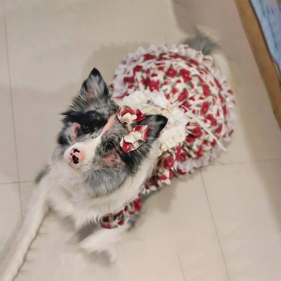 狗狗衣服中大型犬裙子春夏薄款防掉毛夏装玫瑰公主裙同款狗狗裙子