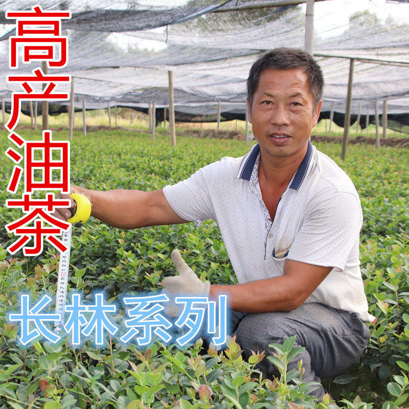 江西长林高产嫁接油茶苗