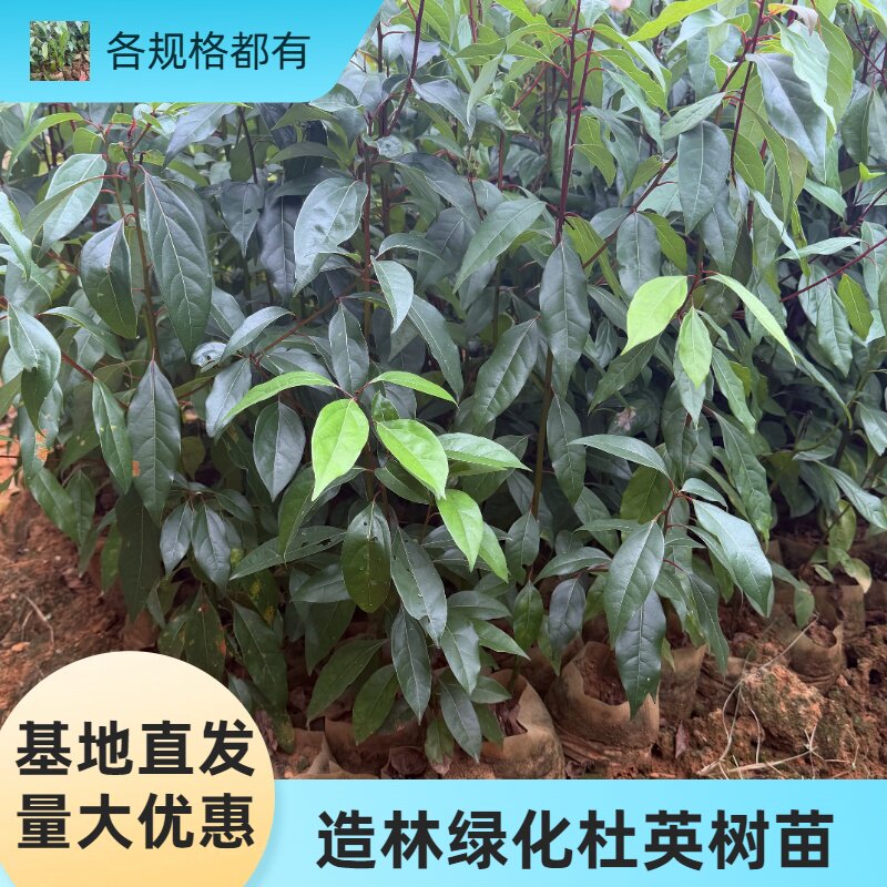 杜英树苗别墅盆栽庭院大树耐阴耐寒工程绿化公路行道树四季常青