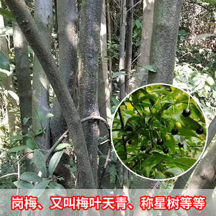 正宗岗梅苗秤星树点称星树苗土甘草百解茶山梅根带营养杯发货包邮