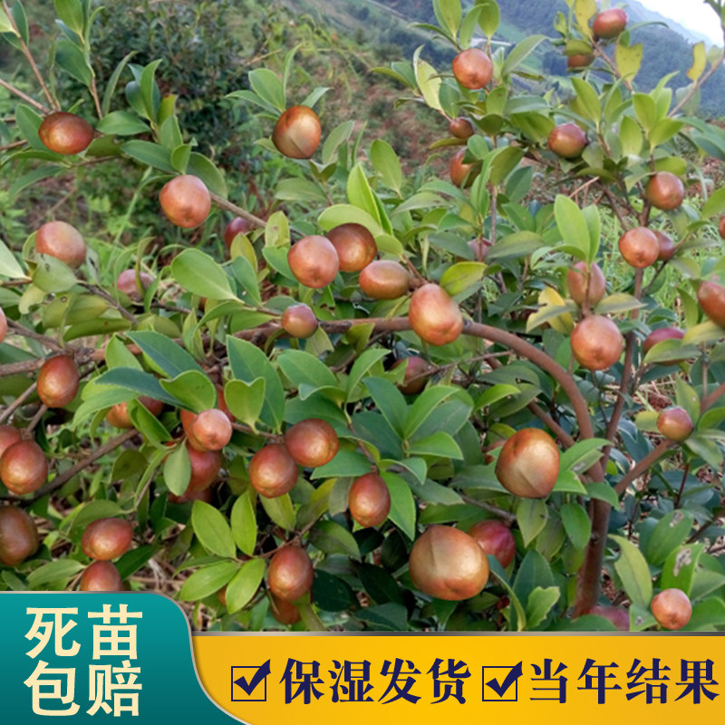 江西油茶苗树苗嫁接高产良种