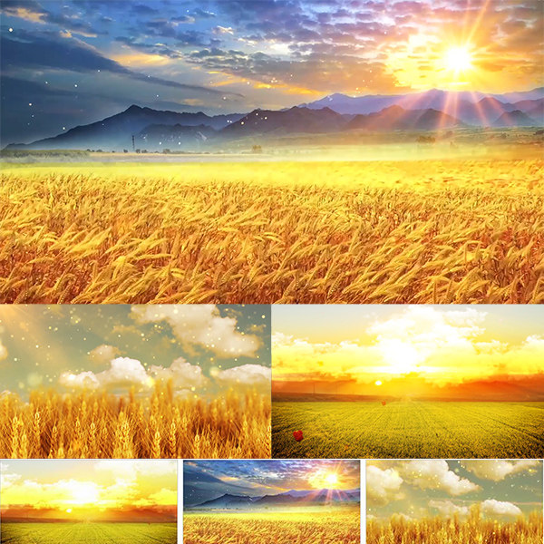 歌曲在希望的田野上led大屏幕背景视频素材 丰收麦田金黄麦穗农田