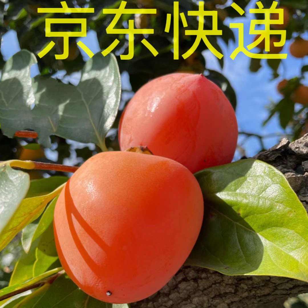 富平大尖柿子水果软柿子当季现摘现发整箱