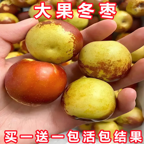 枣树活苗当年结果脆甜