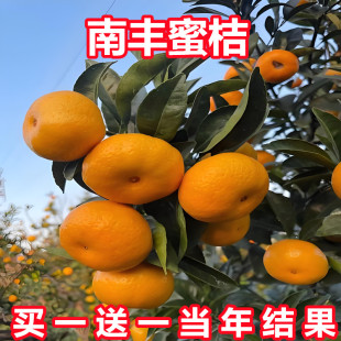 江西正宗南丰蜜桔树苗优质无核无籽嫁接橘子果树苗贡桔苗当年结果