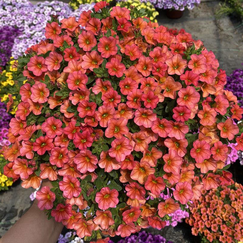 矮牵牛花苗盆栽带花百万小玲垂吊舞春花植物阳台庭院花卉室外植物