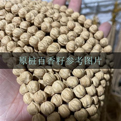 西藏热振原百香籽1柏8颗佛x珠金刚菩提子0香籽原桩寺籽顺纹鬼脸