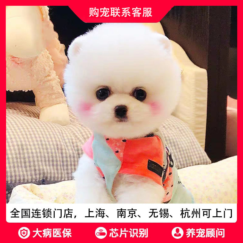 豪宠汇犬舍纯种小博美幼犬活体小茶杯犬宠物小狗狗小型可爱小博美