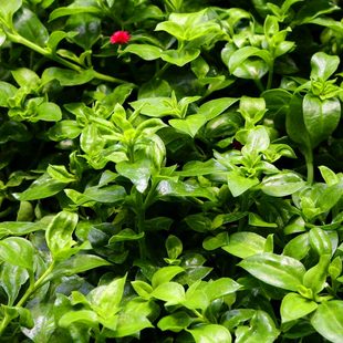 穿心莲种子 中草药种子 苦胆草种子 四季种子 嫩叶可泡茶入药种籽