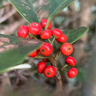 铁冬青种子1斤材种籽救必应枸骨四季常绿植物不落叶林木种孑