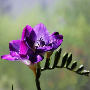 小苍兰香雪兰10颗进口种球土培多年生秋冬季耐寒种子四季芳香花卉