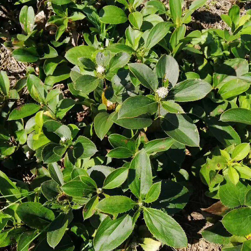 北苍术种子朱砂点苍术种子苍术关苍术北苍术枪头菜北方种植苗药材