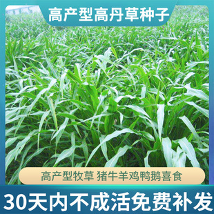 猪牛羊牧草种籽养殖四季多年生畜牧苏丹草种子高丹草草籽鱼草种籽