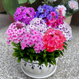 星花福禄考种子四季播种鲜花庭院室内阳台盆栽花卉易种植物