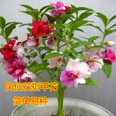 四季种易活易种植物凤仙花种子指甲花 草花指甲草子花卉种籽