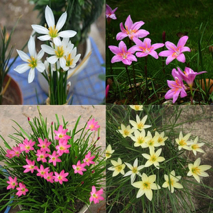葱兰韭兰风雨兰花苗绿植物盆栽花卉室内观花植物庭院阳台当年开花