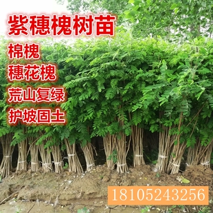 紫穗槐树苗防沙固沙护坡灌木国槐树苗刺槐树苗耐寒耐旱固土绿化苗
