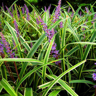 新采麦冬草 种子 玉龙草种子 金边麦冬 草籽 日本矮麦冬草种子