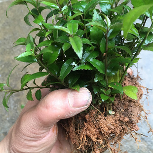 毛冬青种子药材云南嫩芽根种籽一叶苦丁茶树苗乌尾丁毛冬青种子