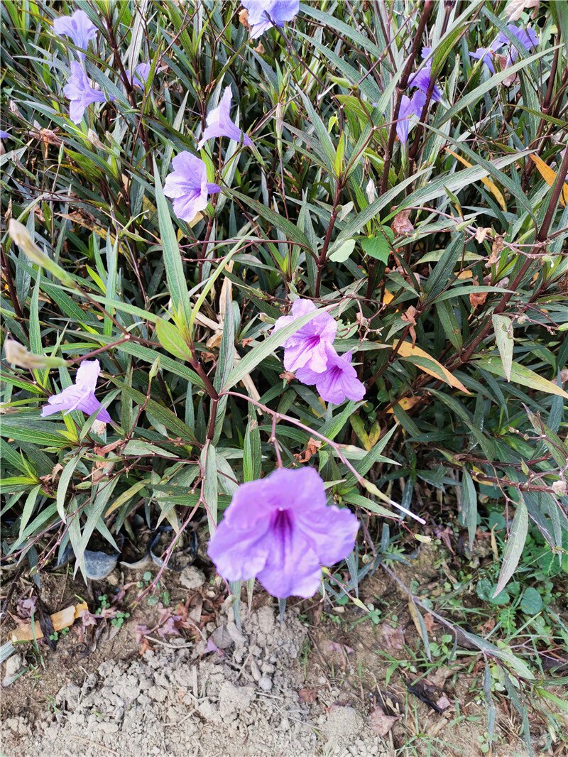 蓝花草翠芦莉兰花种子矮芦莉草狭叶翠芦莉种子室内阳台庭院客厅