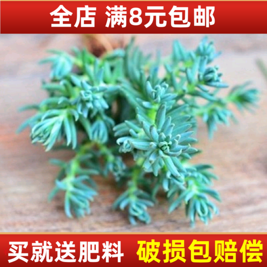 多肉 塔松 现在状态较好约5CM 多肉组盆素材 桌面办公桌植物盆栽