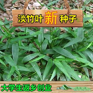 淡竹叶野生淡竹叶种子 淡竹叶种子 山鸡米清热解暑草新采草药种子
