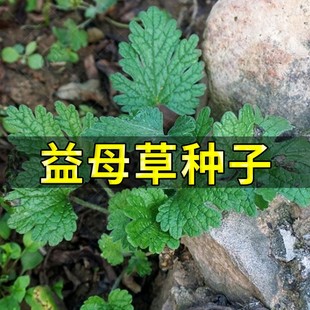 野生野菜种子 益母草种子 阳台四季播盆栽蔬菜可食用材种子