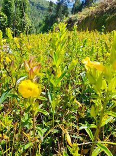 红根野蚕豆种子 大花胡麻草种子 阳台室内植物中草药种子