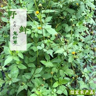 野生鬼针草种子 鬼钗草种子 虾钳草 种子粘人草种子野生材