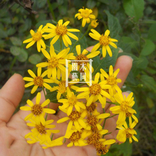 千里光种子和苗 九里明黄花母有机中草药材养蜂粉蜜源植物 满