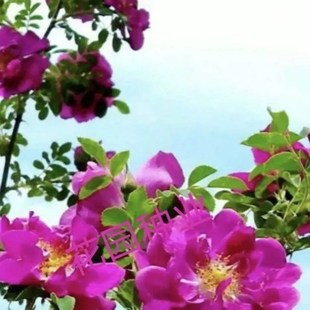 红刺梅黄刺梅种子 花卉种子 蔷薇花种子