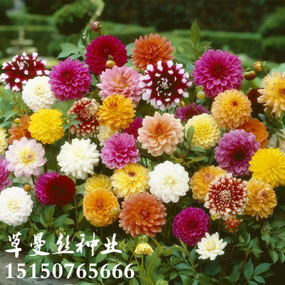 重瓣大丽花种子四季易活开花不断室内花卉阳台多年生花种籽子