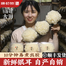 珊初物 雪耳活鲜糯耳 古田新鲜银耳羹易出胶非干货野生特级6朵盒装