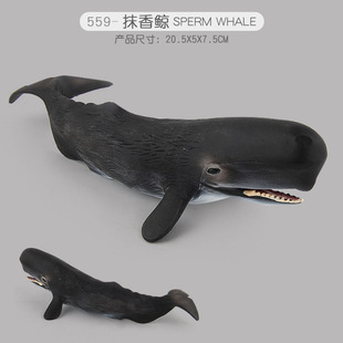 仿真实心抹香鲸蓝鲸白鲸鲸鱼邓氏鱼海洋动物生物模型儿童认知玩具