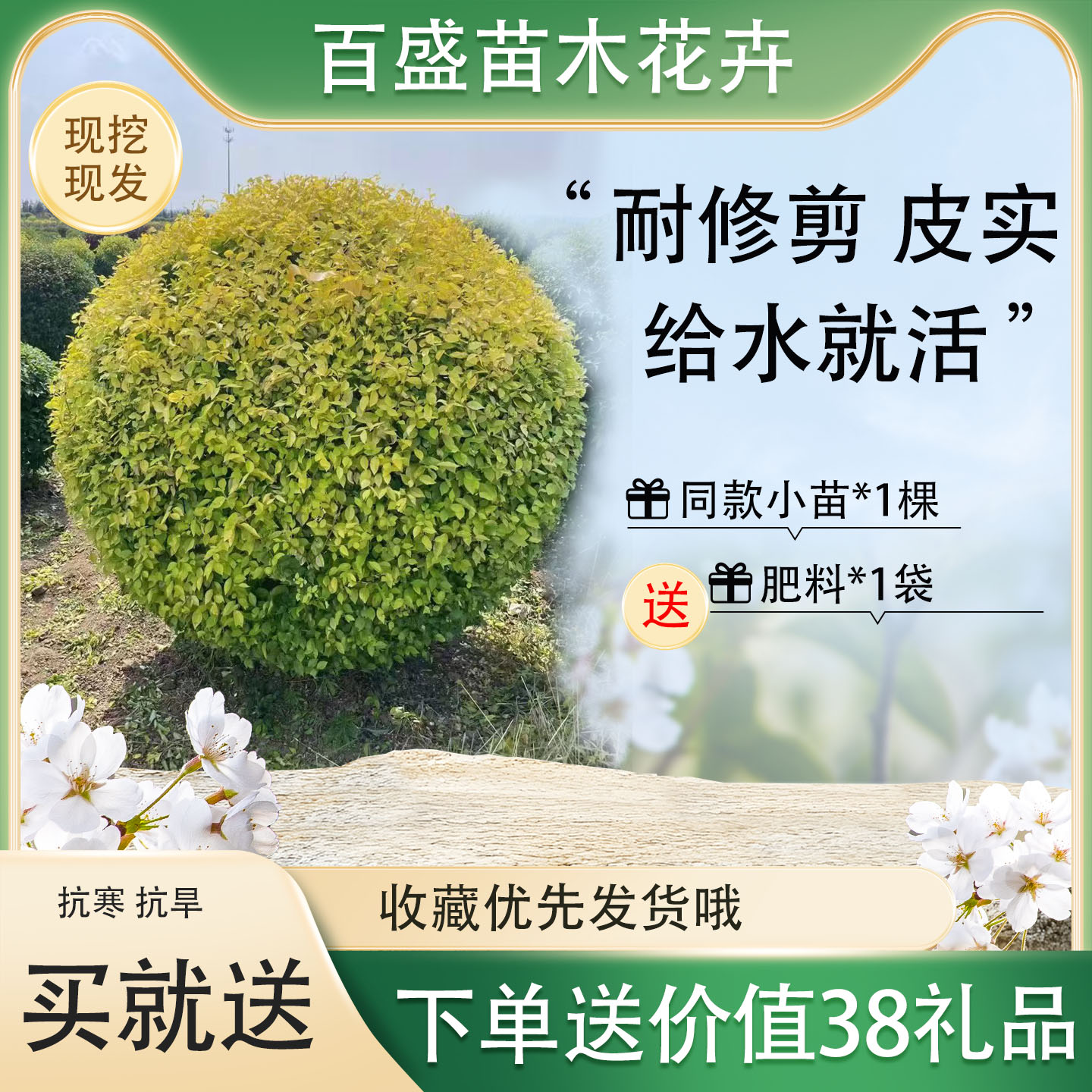 苗圃直销黄金树金叶榆球