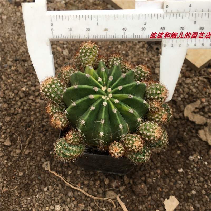 仙人球图室内自然世界植物会开花仙人掌科防辐射盆栽非z常容易多