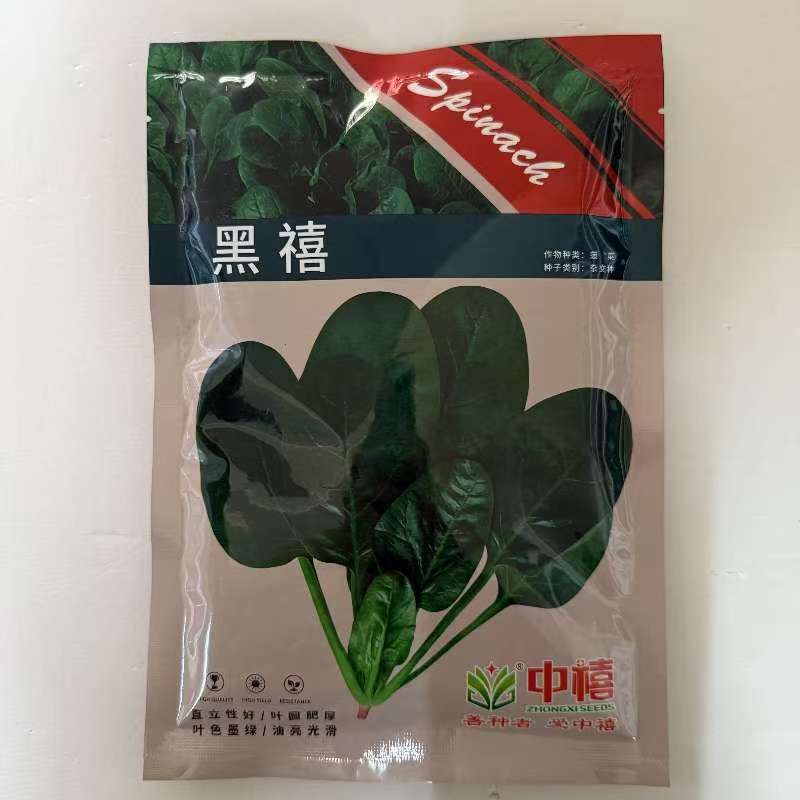 黑禧菠菜种子耐寒圆叶菠菜种籽基地专用黑叶菠菜