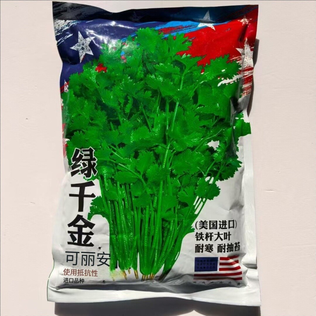 绿千金香菜种子进口铁杆大叶香菜种籽耐寒耐抽苔