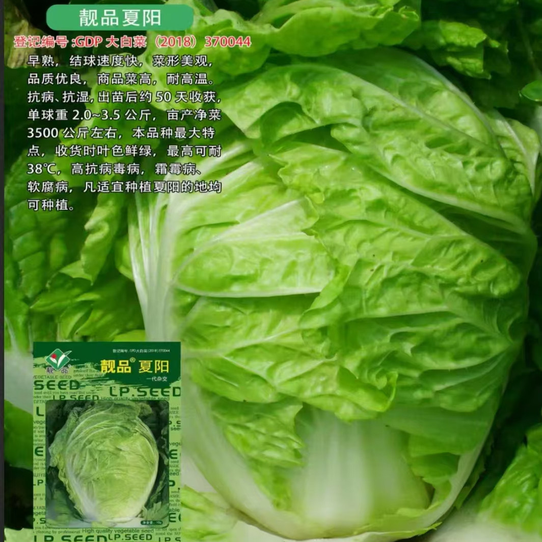 大白菜种子早熟高产抗病耐热耐寒白菜种籽