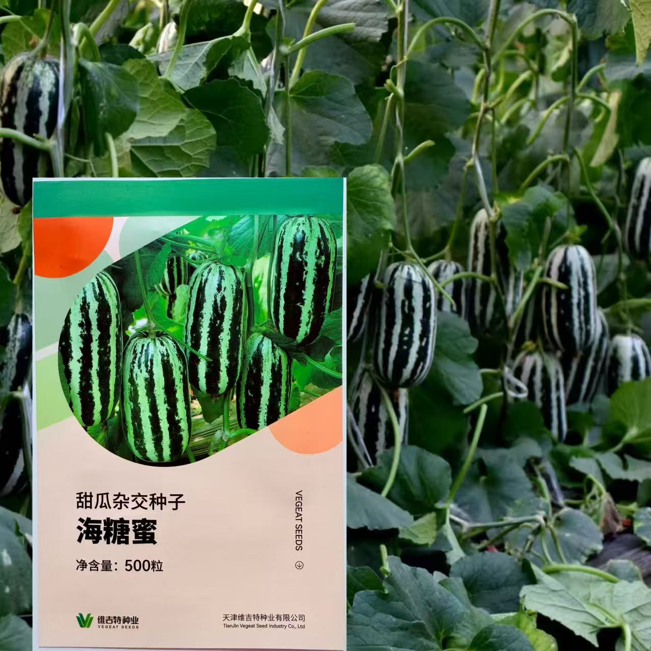 甜瓜种子杂交甜瓜种籽高糖酥脆多汁水果种子