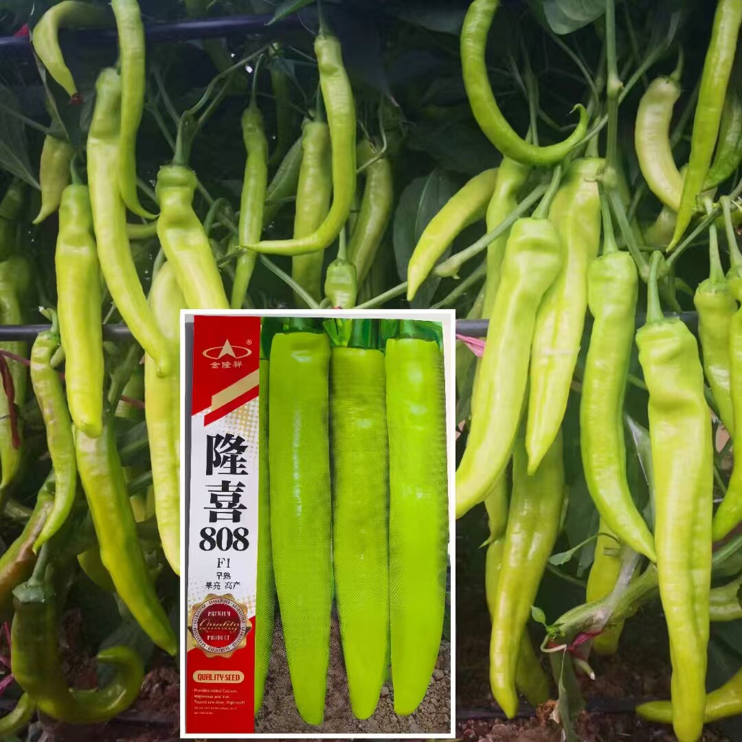 808辣椒种子早熟高产抗病耐热耐寒辣椒种籽