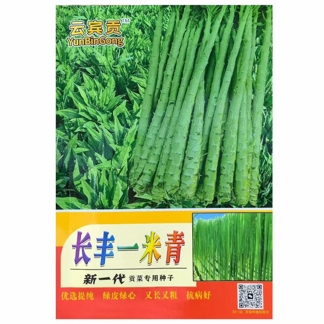 长丰一米青贡菜种子贡菜高产抗病一米青贡菜