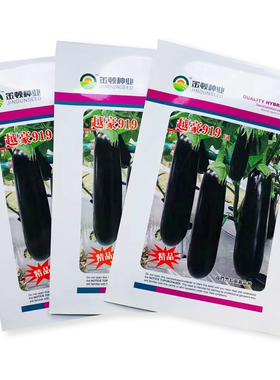 越豪919紫色茄子种子抗病早熟杂交一代新品种春夏秋蔬菜种子