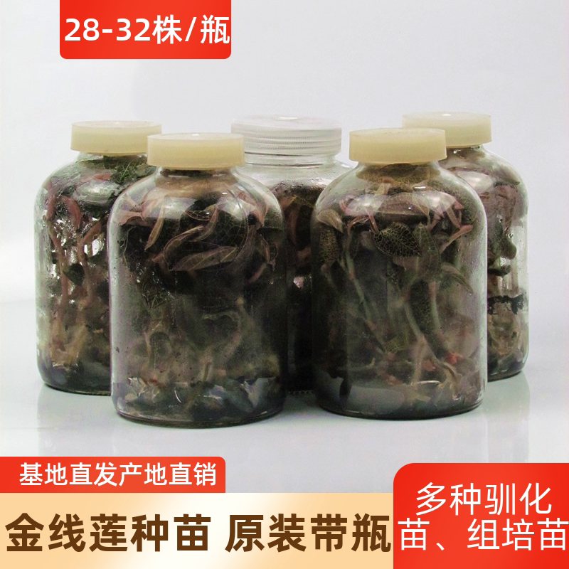 福建南靖土楼金线莲种苗种子瓶苗组培苗新鲜鲜品盆栽苗盆景阳光苗