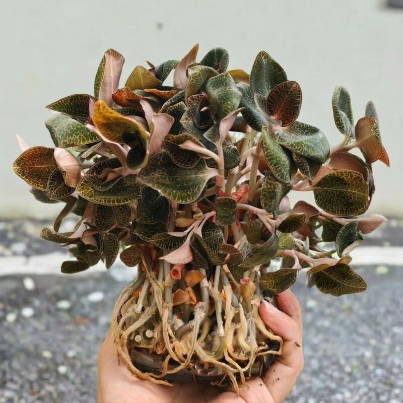 福建金线莲种苗瓶苗 红霞种苗 