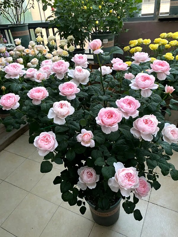 欧月灌木月季瑞典女王花色柔美四季开花室内观花植物花卉盆栽阳台