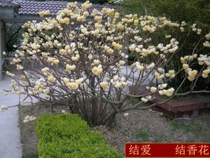 结香大小花金腰袋打结花梦冬花喜