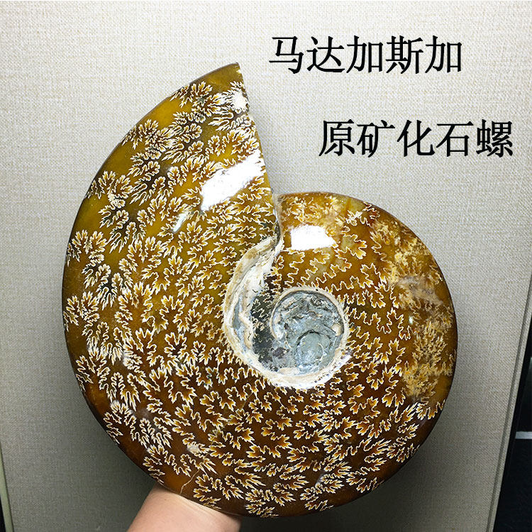 天然螺化石菊花螺斑彩螺收藏摆件